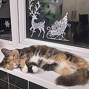Lily is registered to the contest to win money with this photo: cabinet, calico_cat, cat, cozy, decal, feline, fur, holiday, indoor, kitchen, paw, reflection, reindeer, sleeping, sleigh, sticker, tail, tile, window, windowsill