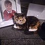 kitten, cat, calico, pet, carpet, framed_photo, child_portrait, indoor, furniture, electronics, curious, small_animal, cute, fluffy, resting, domestic, young_cat, cozy, home, portrait