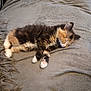 kitten, cat, sleeping, furry, pet, animal, cozy, blanket, resting, cute, small, paw, fur, domestic_animal, mammal, indoor, calm, relaxed, adorable, whiskers