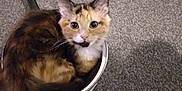 Lily is registered to the contest to win money with this photo: big_eyes, calico, carpet, cat, cookware, cozy, curious, cute, ears, floor, fur, household, indoor, kitten, looking_up, pan, pet, saucepan, sitting, whiskers