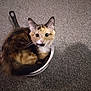 big_eyes, calico, carpet, cat, cookware, cozy, curious, cute, ears, floor, fur, household, indoor, kitten, looking_up, pan, pet, saucepan, sitting, whiskers