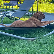 Olaf a rejoint le concours — aidez-le/la à gagner de superbes lots ! backyard, brown_dog, canine, daylight, dog, garden, grass, greenery, hammock_chair, hedge, looking_up, lounge, nature, outdoor, patio_furniture, pet, relaxing, resting, summer, sunlight
