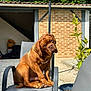 Olaf participe au concours pour gagner de l'argent avec cette photo : animal, brick_wall, brown_dog, canine, chair, concrete_floor, daytime, dog, expression, furniture, garden, head_tilt, lamp_post, leafy_background, outdoor, pet, plant, potted_plant, seat, sunlight