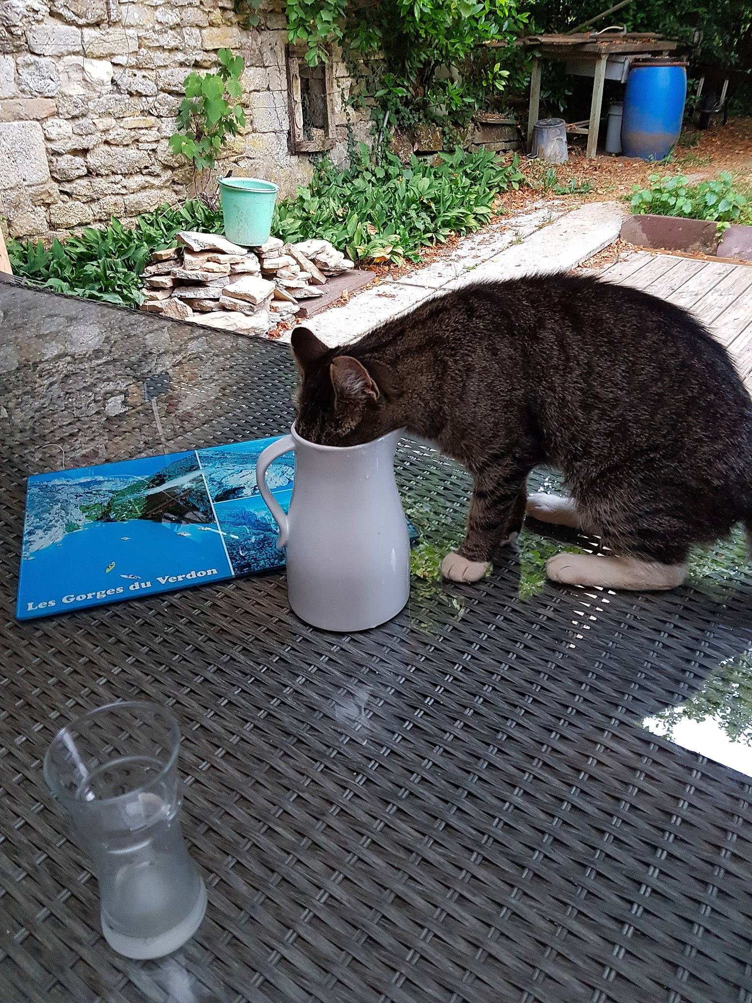 Boss participe au concours pour gagner de l'argent avec cette photo : carnivore, cat, domestic_short_haired_cat, european_shorthair, felidae, plant, small_to_medium_sized_cats, tail, tree, water, whiskers