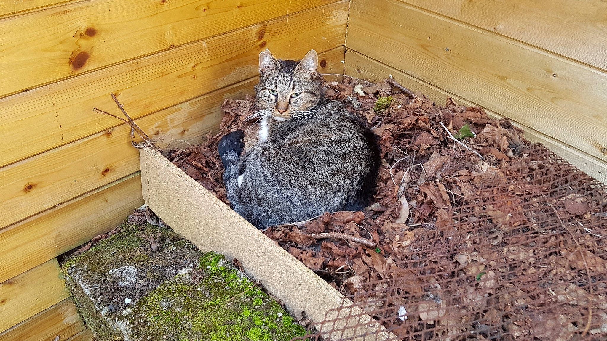 Boss participe au concours pour gagner de l'argent avec cette photo : bobcat, carnivore, cat, domestic_short_haired_cat, egyptian_mau, european_shorthair, felidae, small_to_medium_sized_cats, tabby_cat, whiskers, wild_cat