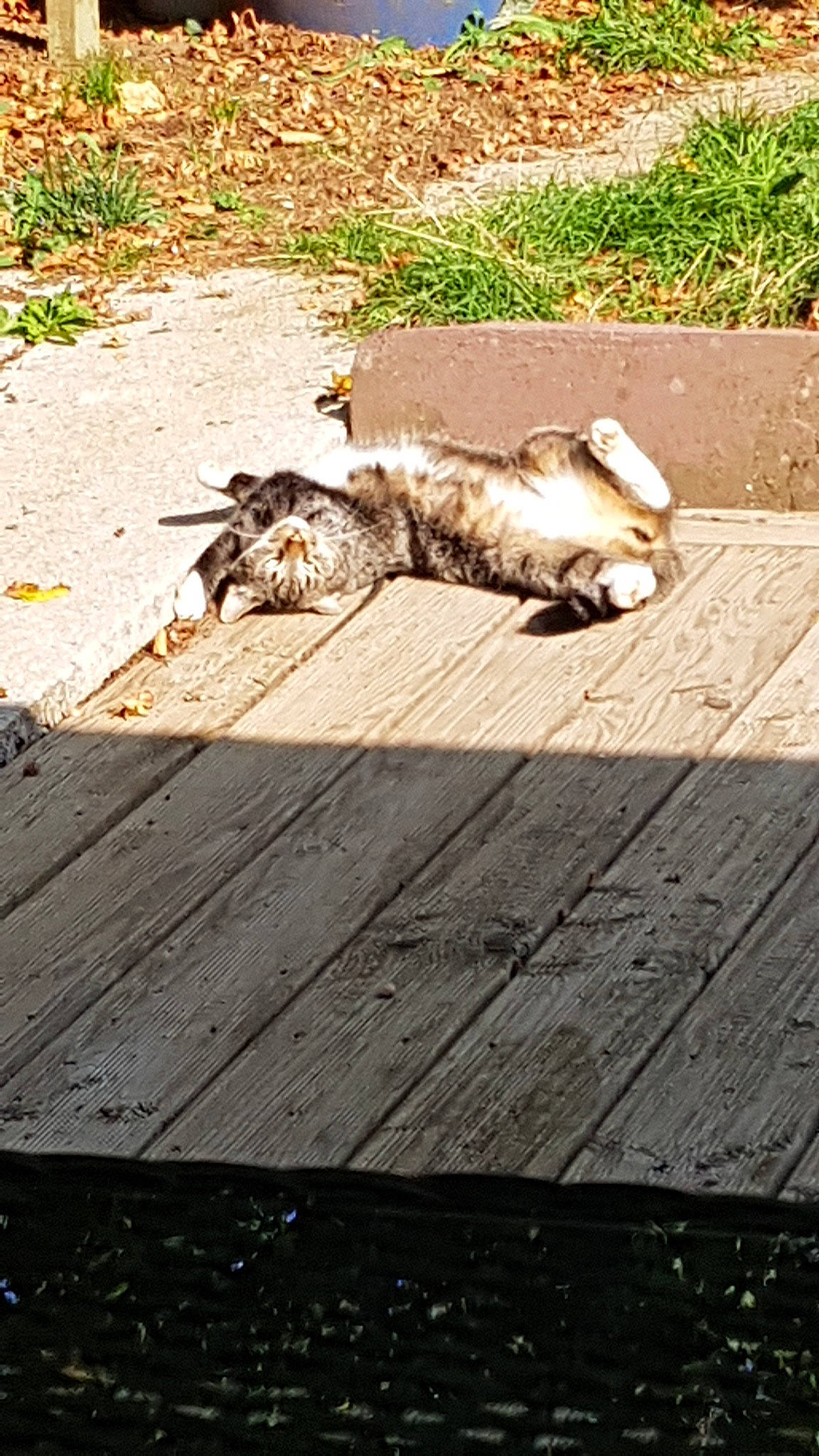 Boss participe au concours pour gagner de l'argent avec cette photo : canidae, cat, companion_dog, felidae, floor, grass, shadow, sidewalk, sunlight, tail, wood