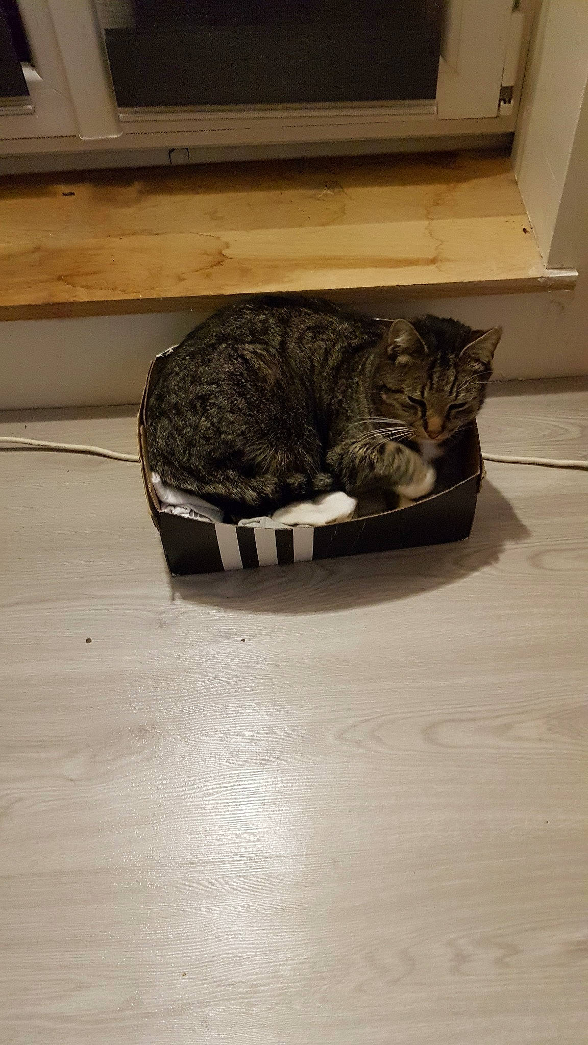 Boss a rejoint le concours — aidez-le/la à gagner de superbes lots ! american_shorthair, carnivore, cat, domestic_short_haired_cat, dragon_li, european_shorthair, felidae, floor, flooring, hardwood, kitten, small_to_medium_sized_cats, tabby_cat, whiskers, wood