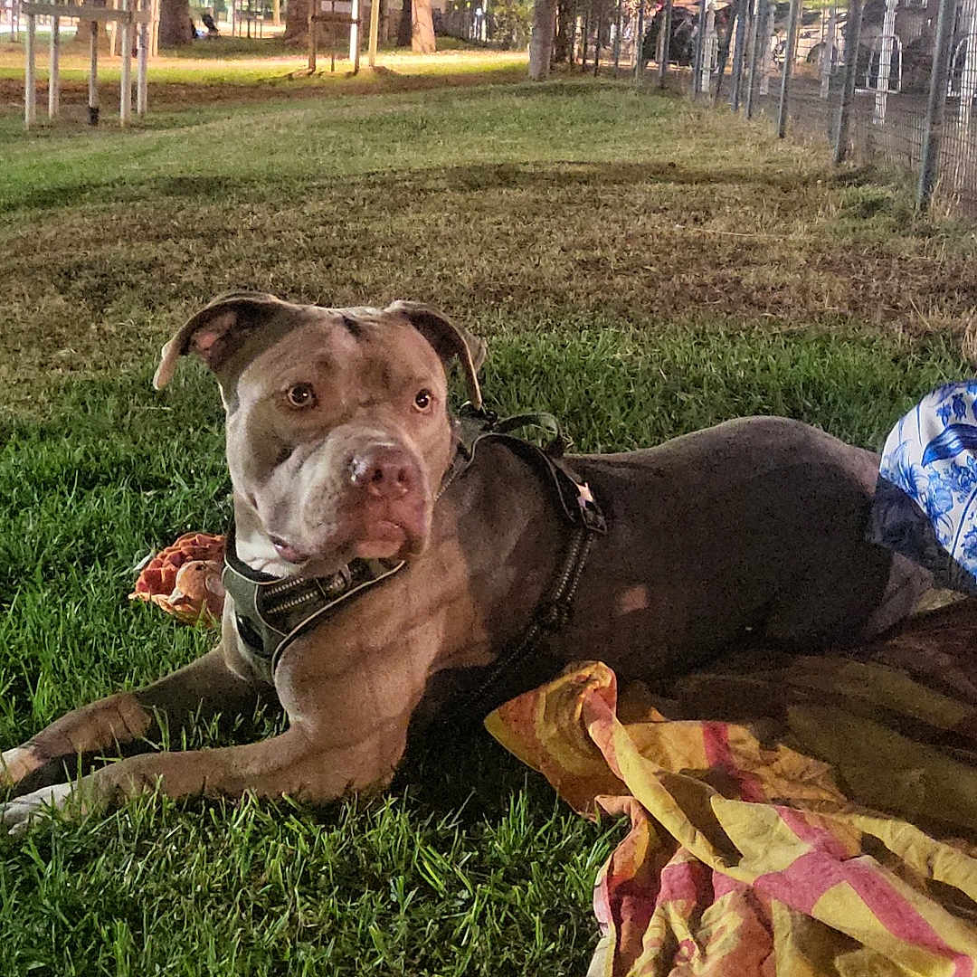 Sokass a rejoint le concours — aidez-le/la à gagner de superbes lots ! animal, blanket, calm, canine, dog, evening, fence, grass, leash, nature, night, outdoor, park, pet, quiet, relaxing, resting, streetlights, toy, tree