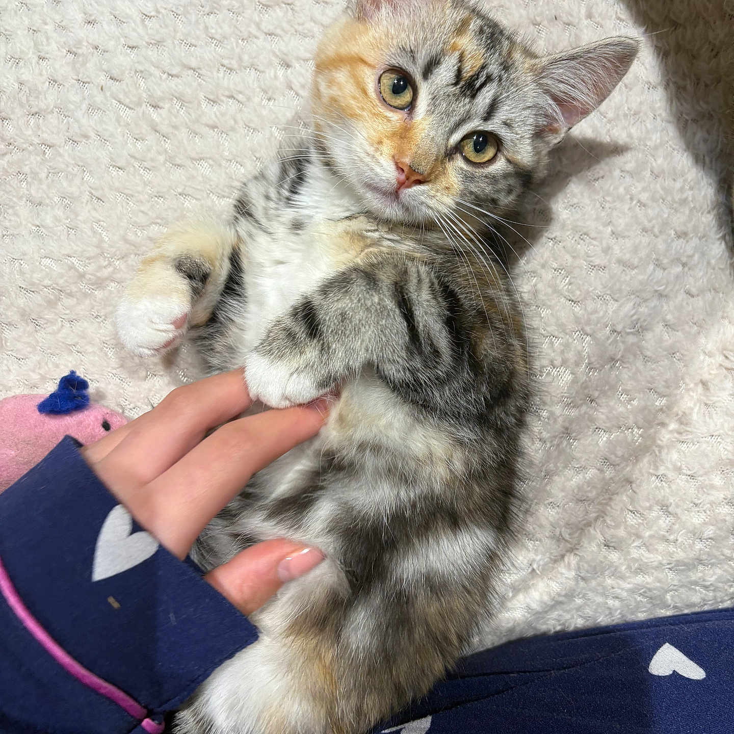 Fable joined the competition — help win amazing prizes! animal, blanket, cat, closeup, cozy, cute, eyes, fur, hand, heart_pattern, indoor, kitten, paw, person, pet, resting, sleeve, tabby, texture, touch