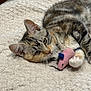 Fable is registered to the contest to win money with this photo: kitten, tabby, cat, pet, toy_mouse, blanket, cute, feline, indoor, resting, paw, fur, whiskers, ears, playful, animal, sleepy, domestic, cozy, closeup