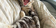Fable joined the competition — help win amazing prizes! kitten, cat, tabby, yawning, stretching, feline, pet, indoor, blanket, cozy, fur, whiskers, cute, animal, bedroom, resting, soft, sleepy, domestic_cat, young_cat