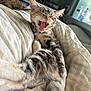 kitten, cat, tabby, yawning, stretching, feline, pet, indoor, blanket, cozy, fur, whiskers, cute, animal, bedroom, resting, soft, sleepy, domestic_cat, young_cat