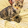 kitten, cat, person, bed, blanket, checkered, tattoo, curly_hair, indoor, soft_light, fur, whiskers, playful, cozy, closeup, animal, pet, cute, young_cat, resting