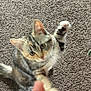 Fable is registered to the contest to win money with this photo: cat, playful, carpet, fingers, indoor, pet, blur, tabby, paws, whiskers, curious, animal, feline, young, motion, closeup, domestic, cute, fun, interaction