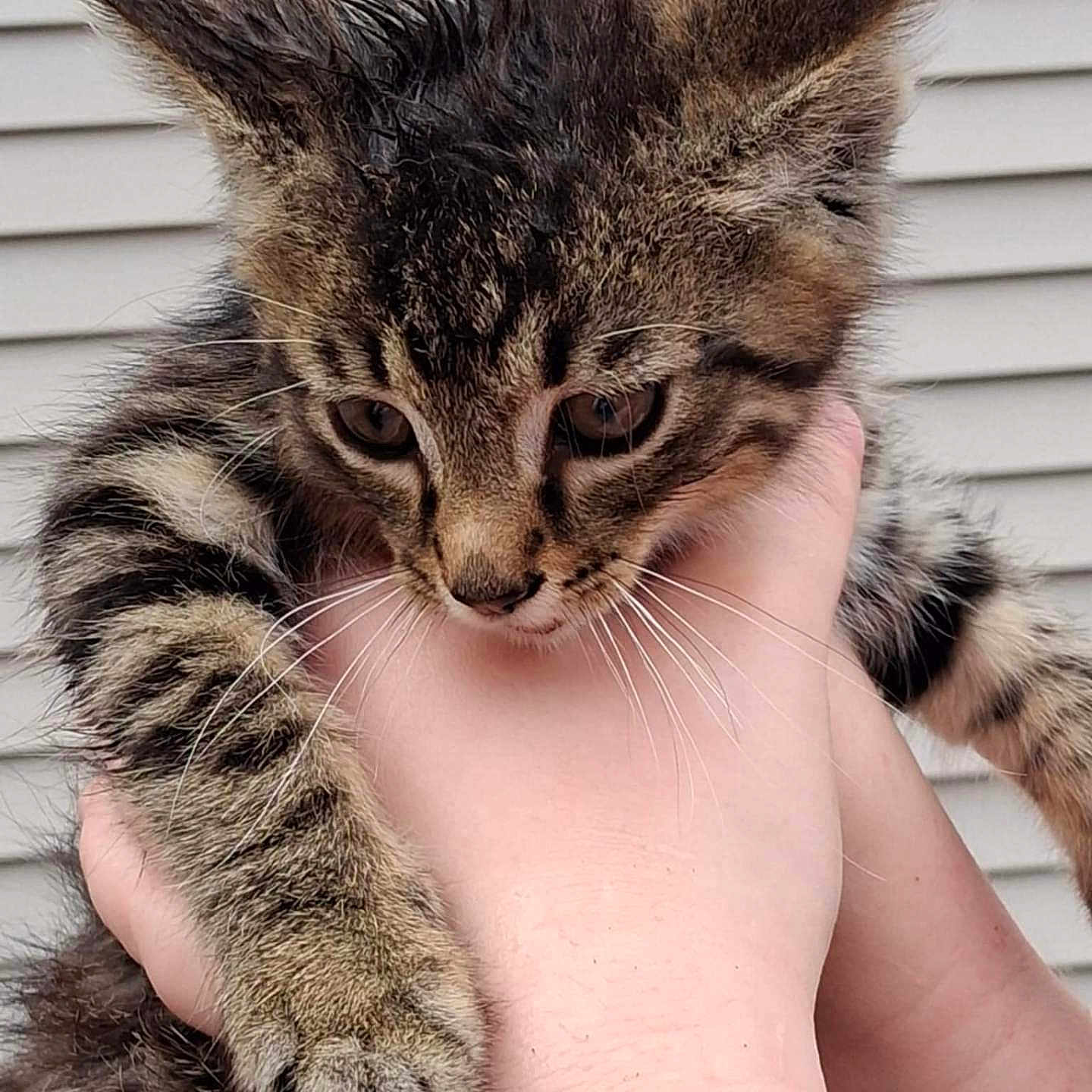 Baby is registered to the contest to win money with this photo: animal, cat, closeup, curious, cute, domestic_cat, ears, face, feline, fur, gray, hands, holding, kitten, outdoor, pet, striped, tabby, whiskers, young