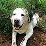 Toby is registered to the contest to win money with this photo: dog, white_dog, muddy_paws, smiling, happy, outdoor, greenery, bushes, nature, dirt, playful, animal, pet, canine, fur, grass, leaves, daylight, closeup, portrait