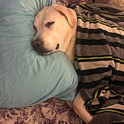 Toby is registered to the contest to win money with this photo: dog, sleeping, blanket, pillow, bed, resting, cozy, indoor, canine, comfort, striped_blanket, closeup, fur, nose, ear, peaceful, relaxed, domestic_animal, home, nap