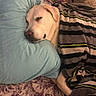 bed, blanket, canine, closeup, comfort, cozy, dog, domestic_animal, ear, fur, home, indoor, nap, nose, peaceful, pillow, relaxed, resting, sleeping, striped_blanket