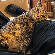 Pooh joined the competition — help win amazing prizes! animal, black_clothing, casual, cat, close_up, comfortable, cozy, domestic, feline, fur, furniture, home, indoor, person_leg, pet, relaxed, resting, tabby_cat, whiskers, wooden_cabinet