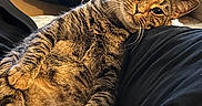 Pooh joined the competition — help win amazing prizes! animal, black_clothing, casual, cat, close_up, comfortable, cozy, domestic, feline, fur, furniture, home, indoor, person_leg, pet, relaxed, resting, tabby_cat, whiskers, wooden_cabinet