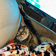 Pooh is registered to the contest to win money with this photo: cat, tabby, sleeping, stretching, blanket, colorful, couch, indoor, cozy, relaxed, pet, feline, paw, fur, home, television, furniture, resting, comfort, nap