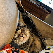 Pooh joined the competition — help win amazing prizes! blanket, cat, closeup, cozy, cushion, dresser, fur, furniture, indoor, living_room, paw, pet, pink_nose, relaxing, sleeping_cat, sofa, stretching, tabby, television, whiskers