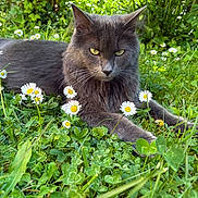 Rio participe au concours pour gagner de l'argent avec cette photo : animal, cat, closeup, daisy, ears, eyes, feline, flower, garden, grass, gray_cat, greenery, lying_down, nature, outdoor, pet, plants, relaxed, sunlight, whiskers