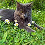 animal, cat, closeup, daisy, ears, eyes, feline, flower, garden, grass, gray_cat, greenery, lying_down, nature, outdoor, pet, plants, relaxed, sunlight, whiskers