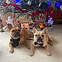 dog, french_bulldog, bow_tie, christmas_tree, holiday_decorations, ornaments, lights, indoor, floor, tile, pet, cute, festive, animal, two_dogs, lying_down, decor, celebration, winter, holiday