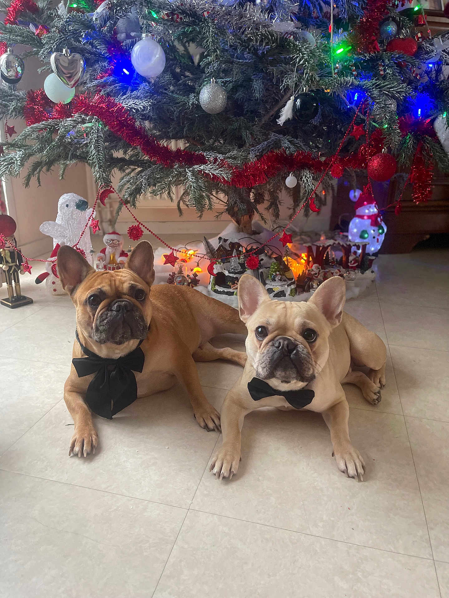 Riley Et Timal participe au concours pour gagner de l'argent avec cette photo : dog, french_bulldog, bow_tie, christmas_tree, holiday_decorations, ornaments, lights, indoor, floor, tile, pet, cute, festive, animal, two_dogs, lying_down, decor, celebration, winter, holiday