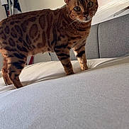 Luna is registered to the contest to win money with this photo: cat, bengal_cat, bed, furniture, indoor, pet, animal, striped, spotted, alert, looking, whiskers, ears, fur, domestic_cat, home, flag, background, resting_spot, curious
