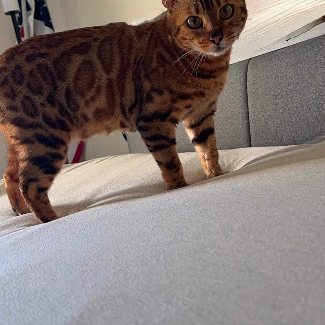 Luna is registered to the contest to win money with this photo: alert, animal, background, bed, bengal_cat, cat, curious, domestic_cat, ears, flag, fur, furniture, home, indoor, looking, pet, resting_spot, spotted, striped, whiskers