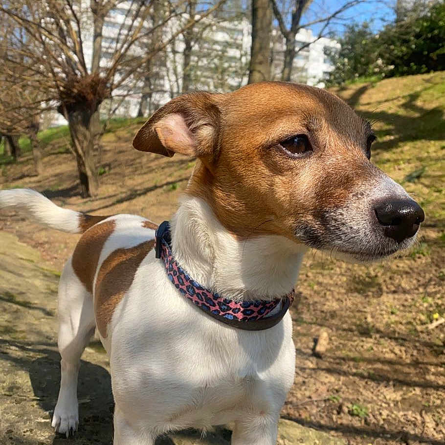 Entrecôte participe au concours pour gagner de l'argent avec cette photo : accessories, animal, canine, dog, grass, grove, hound, land, nature, outdoors, park, pet, plant, puppy, rock, soil, strap, tree, vegetation, woodland