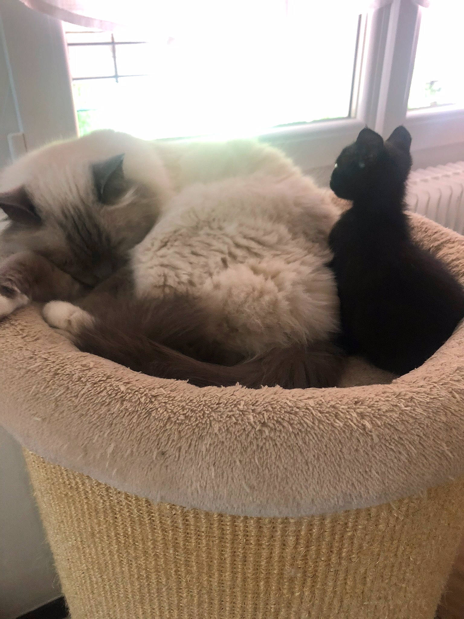 Nougat participe au concours pour gagner de l'argent avec cette photo : basket, box, carnivore, cat, cat_bed, cat_furniture, cat_supply, comfort, fawn, felidae, fur, mammal, pet_supply, small_to_medium_sized_cats, tail, terrestrial_animal, vertebrate, whiskers, window, wood