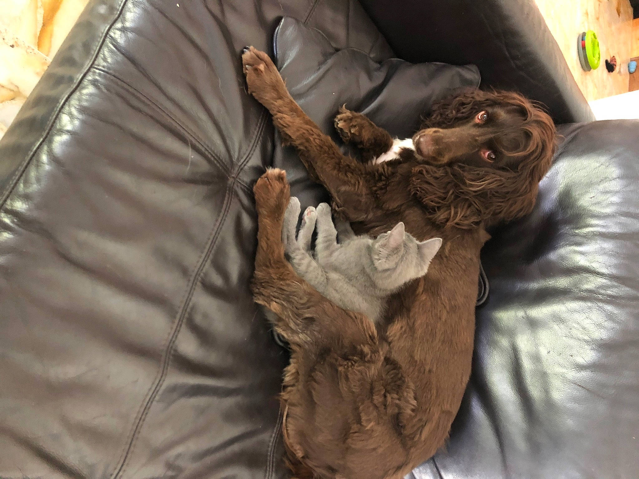 Chataigne a rejoint le concours — aidez-le/la à gagner de superbes lots ! art, artifact, bed, carving, comfort, felidae, fur, gesture, houseplant, linens, metal, military_camouflage, reptile, sculpture, statue, tree, trunk, visual_arts, wood