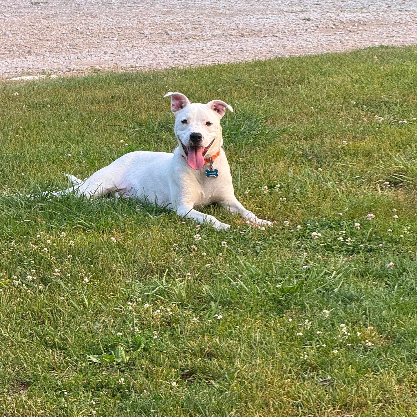 Casper is registered to the contest to win money with this photo: accessories, animal, ball, canine, dog, field, football, grass, grassland, lawn, nature, outdoors, park, pet, plant, soccer, soccerball, sport, strap, summer