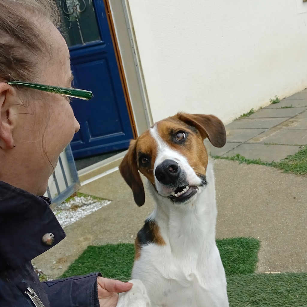 Ugan participe au concours pour gagner de l'argent avec cette photo : dog, person, handshake, grass, outdoor, door, clock, pet, animal, pavement, white_wall, collar, brown_and_white_dog, short_hair, interaction, friendly, casual_clothing, green_glasses, seated, side_view