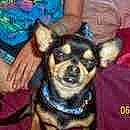 Boo Boo is registered to the contest to win money with this photo: ancient_dog_breeds, art, canidae, carnivore, companion_dog, dog, dog_breed, electric_blue, event, fawn, fictional_character, non_sporting_group, pattern, sharing, snout, thigh, toy_dog, working_animal