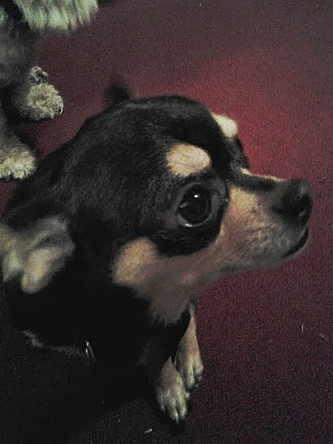 Boo Boo joined the competition — help win amazing prizes! canidae, carnivore, claw, companion_dog, dog, dog_breed, ear, fawn, fur, non_sporting_group, paw, puppy, snout, sporting_group, tail, terrestrial_animal, toy_dog, whiskers, working_animal, working_dog