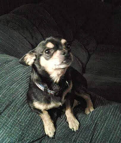 Boo Boo joined the competition — help win amazing prizes! canidae, carnivore, companion_dog, darkness, dog, dog_breed, ear, flash_photography, fur, guard_dog, jaw, non_sporting_group, puppy, snout, sporting_group, terrestrial_animal, toy_dog, whiskers, working_animal, working_dog