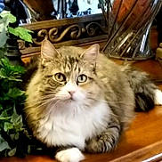 Zoe is registered to the contest to win money with this photo: cat, tabby, fluffy, white, feline, pet, animal, wooden_surface, indoor, decor, green_leaves, curious, relaxed, whiskers, ears, paws, fur, face, eyes, home