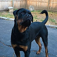 Carson is registered to the contest to win money with this photo: dog, rottweiler, canine, pet, backyard, fence, outdoor, animal, black, brown, standing, alert, pavement, grass, garden, tail, ears, muzzle, companion, domestic