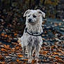 alert, animal, autumn, brown_leaves, canine, dog, fall_leaves, forest_floor, harness, leaf_litter, moody, nature, outdoor, park, pet, scruffy_dog, seasonal, soft_focus, standing, white_dog