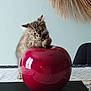 kitten, cat, tabby, animal, cute, curious, red_apple, decor, table, indoor, furniture, chair, wall_hanging, home, paw, playful, fur, pet, domestic, cozy
