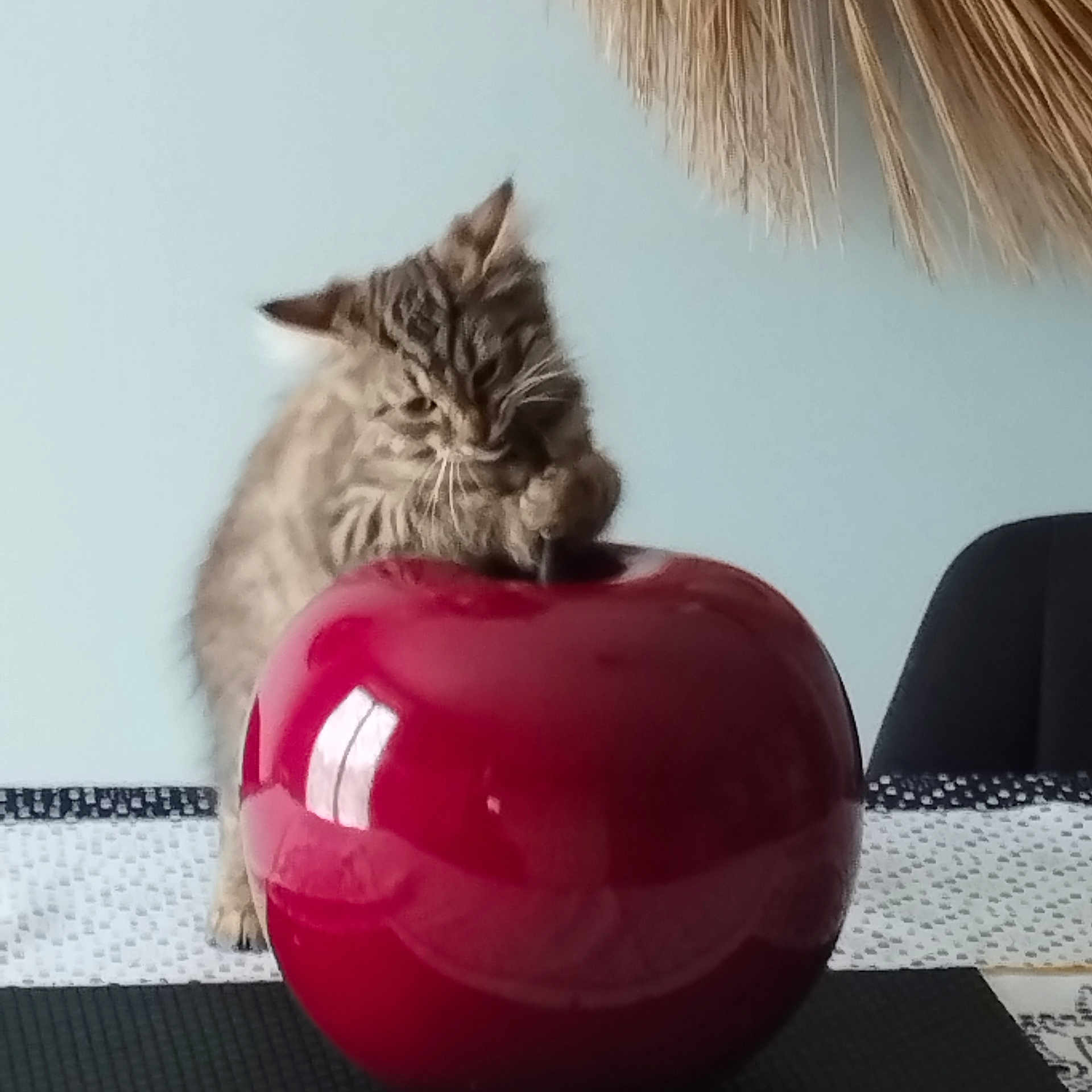 Luna a rejoint le concours — aidez-le/la à gagner de superbes lots ! kitten, cat, tabby, animal, cute, curious, red_apple, decor, table, indoor, furniture, chair, wall_hanging, home, paw, playful, fur, pet, domestic, cozy