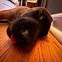 Moony joined the competition — help win amazing prizes! dog, tongue, floor, wooden_floor, close_up, pet, sleepy, indoor, animal, face, nose, whiskers, relaxed, brown, cute, lying_down, canine, domestic_animal, cozy, resting