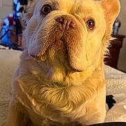 Mr Butters joined the competition — help win amazing prizes! dog, close_up, indoor, pet, fluffy, cream_color, curious, adorable, animal, face, portrait, furry, canine, companion, soft_lighting, household, domestic, cute, looking_up, mammal