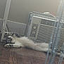 Stormie is registered to the contest to win money with this photo: cat, indoor, floor, air_conditioner, stretching, relaxed, wood_floor, gray_cat, white_cat, pet, animal, home, appliance, resting, feline, cozy, domestic, window_unit, paws, lying_down