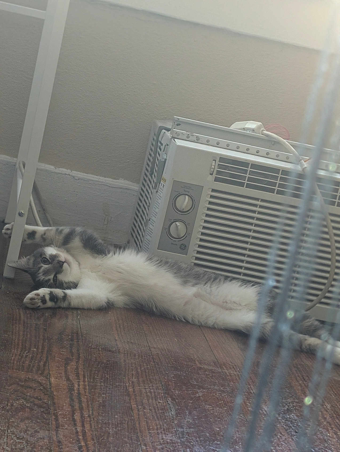 Stormie is registered to the contest to win money with this photo: cat, indoor, floor, air_conditioner, stretching, relaxed, wood_floor, gray_cat, white_cat, pet, animal, home, appliance, resting, feline, cozy, domestic, window_unit, paws, lying_down