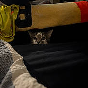 Stormie joined the competition — help win amazing prizes! cat, peeking, curious, indoor, shadow, blanket, fabric, yellow_cloth, bed, cozy, home, furniture, dark, pet, animal, whiskers, ears, eyes, resting, hidden